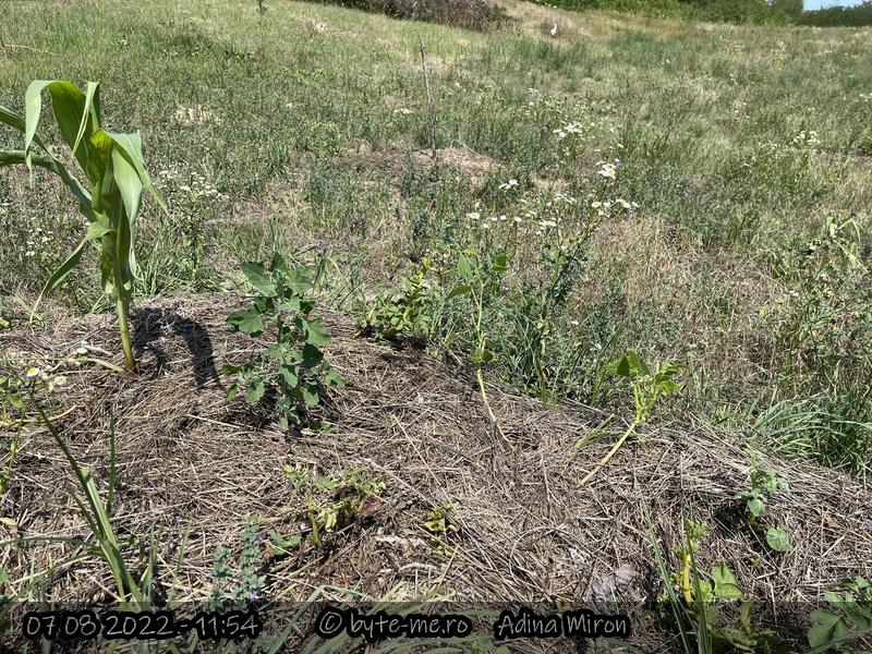Aceeasi portiune de gradina in luna August